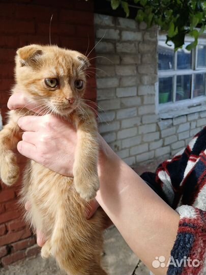 Кошки в добрые руки бесплатно