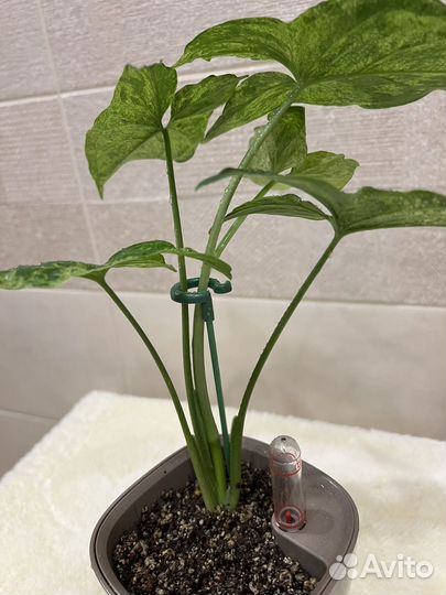 Сингониум Mottled arrowhead