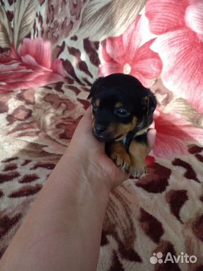 Той-терьер щенки