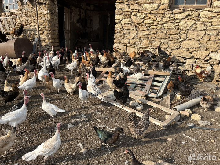 Куры домашние