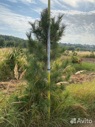 Кедр Сибирский