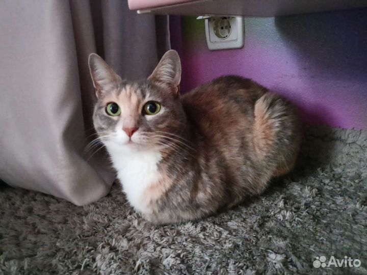 Кошки в добрые руки бесплатно