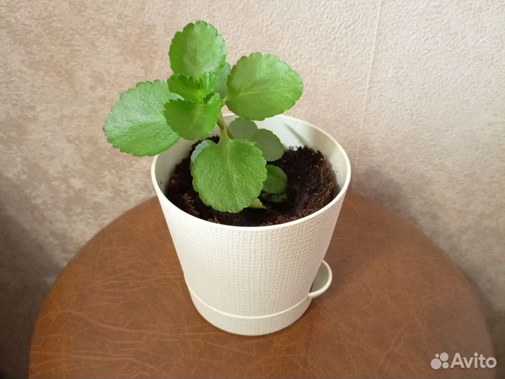 Каланхоэ красный