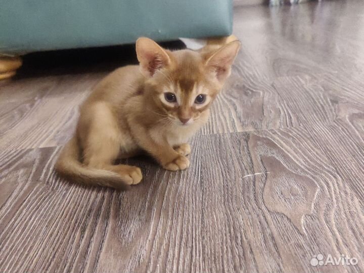 Абиссинские котята
