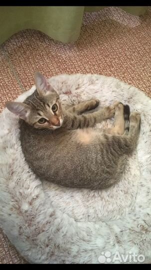 Кошечка подросток метис британца,12 месяцев