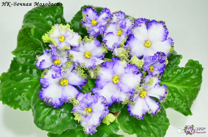 Комнатные растения цветы