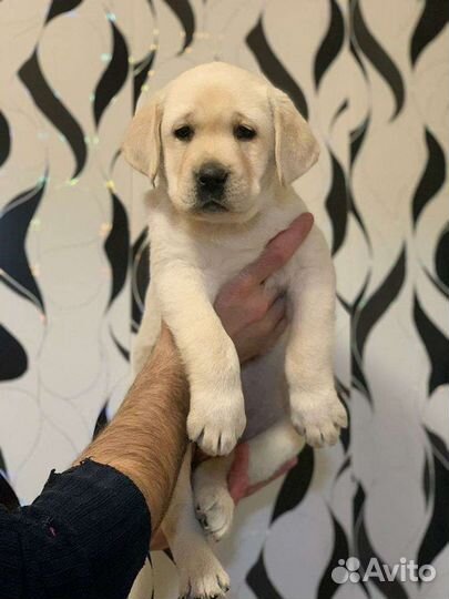 Щенки лабрадора