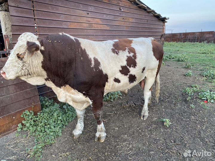 Быки на племя