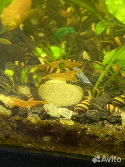 Улитки хилена, креветки оранж