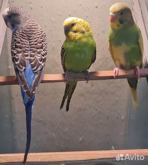 Попугаи волнистые, кореллы, неразлучники, ручные