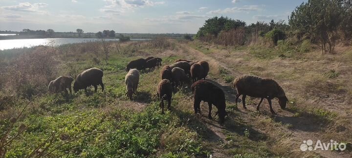 Баранчики на мясо