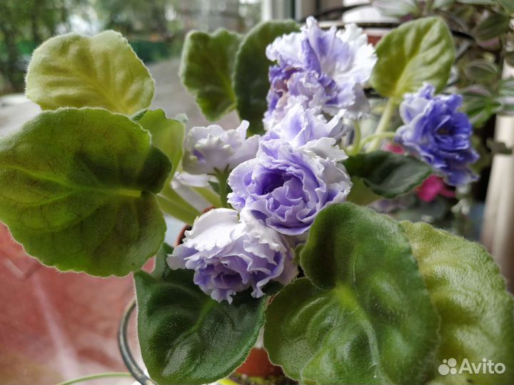 Фиалка махровая