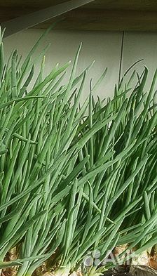 Лук на зелень от 10 тонн