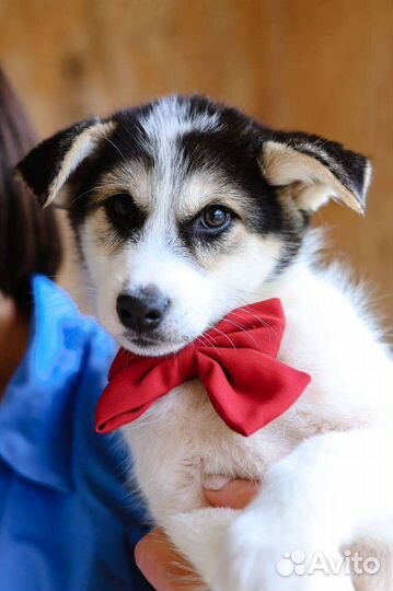 Собака друг из приюта