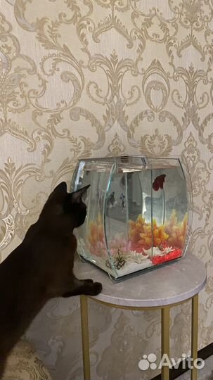 Аквариум
