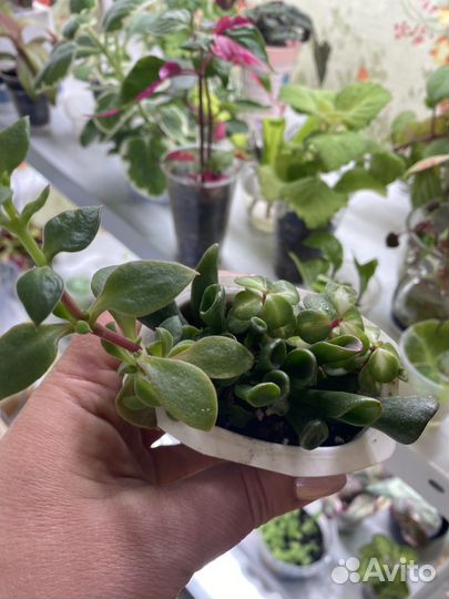 Наборы суккулентов