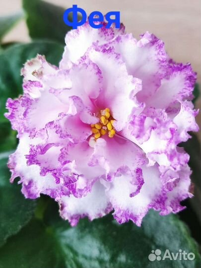 Сортовые фиалки