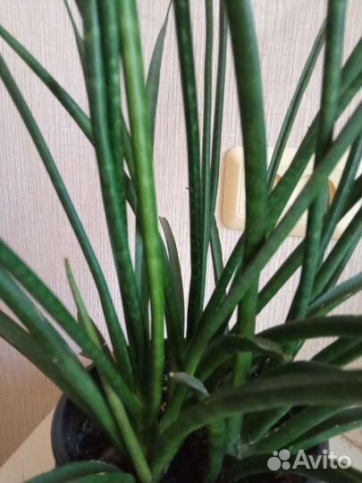 Сансевиерия цилиндрика