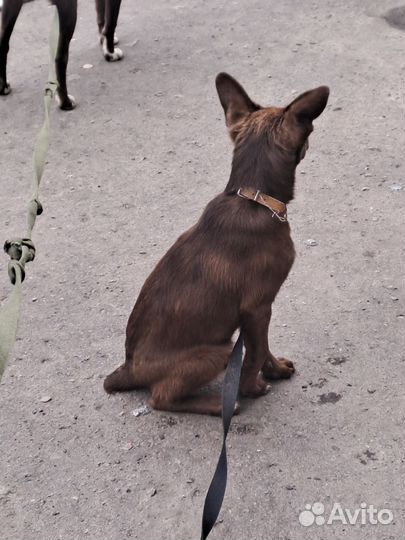 Щенок в поиске дома