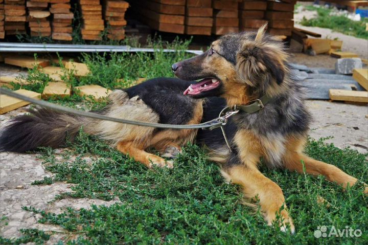 Собака в добрые руки