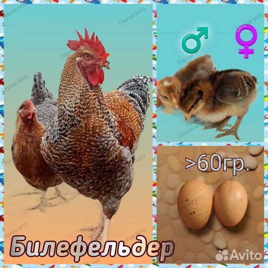 Молодки, породные куры, петухи