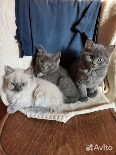 Котята в добрые руки