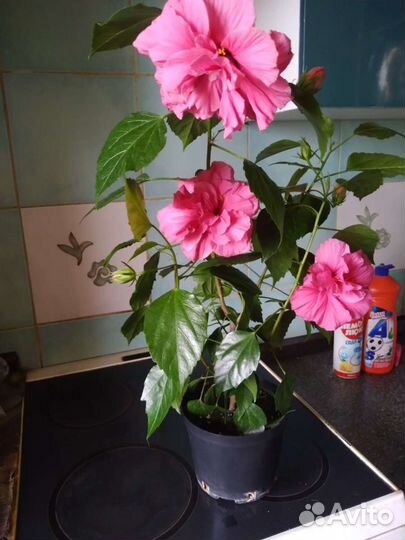 Продаю комнатные цветы