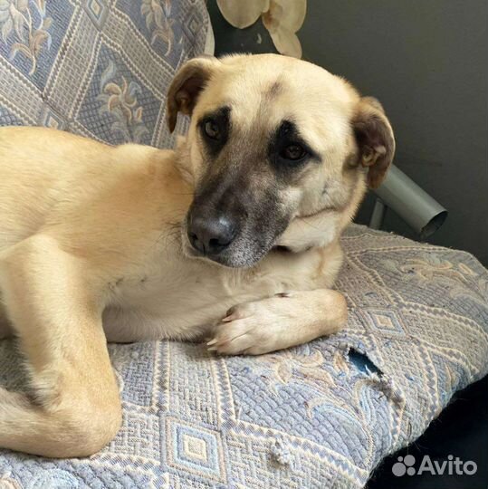 Собака компаньон