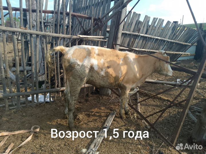 Овцы бараны ягнята,крс