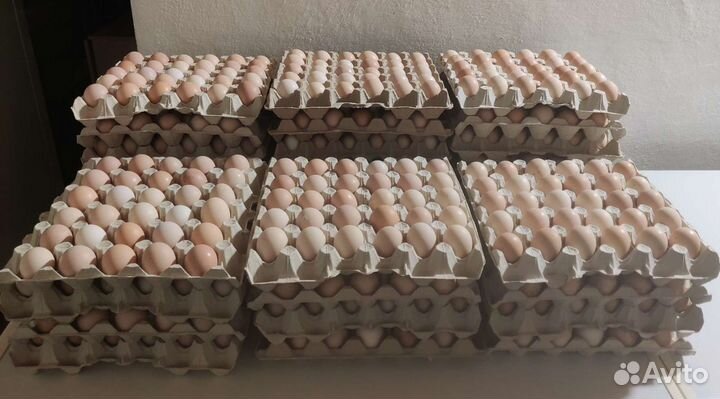 Цыплята и Утята с Птицефермы