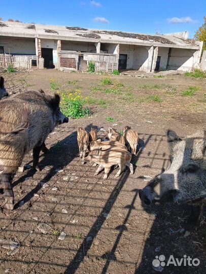 Свиньи дикие