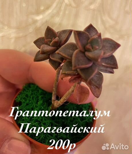 Редкие суккуленты