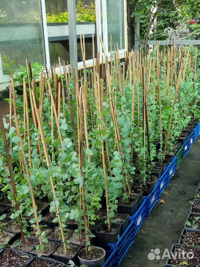 Эвкалипт серебристый