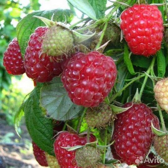 Саженцы плодовых культур