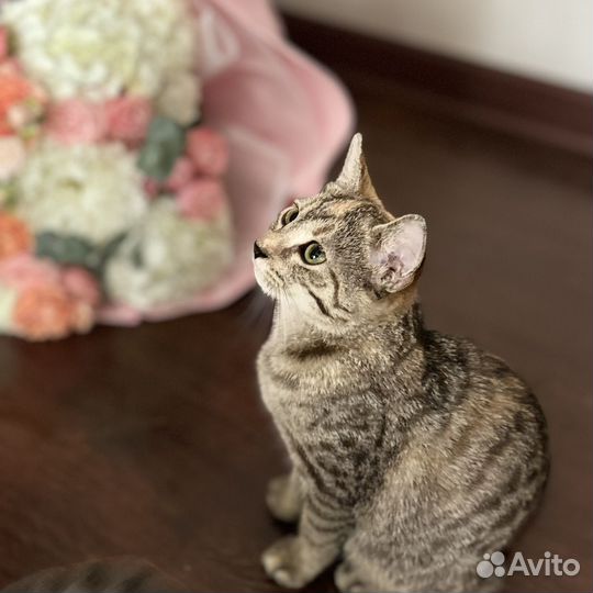 Котята