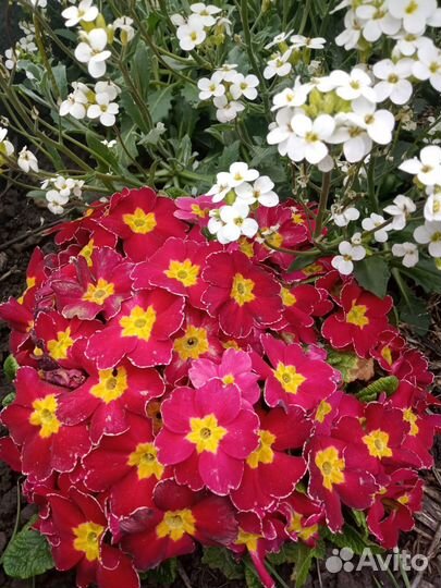 Примулы, гейхеры