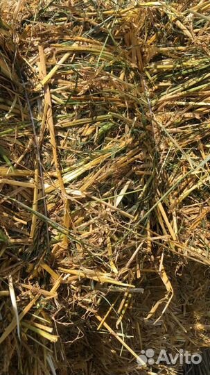 Сено солома в тюках