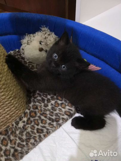 Шотландские вислоухие котята