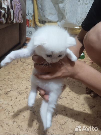 Котята, смесь британца