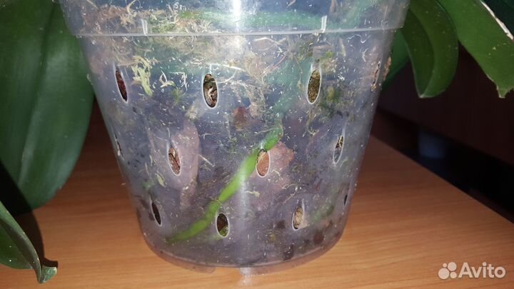 Орхидея фаленопсис Golden Apple