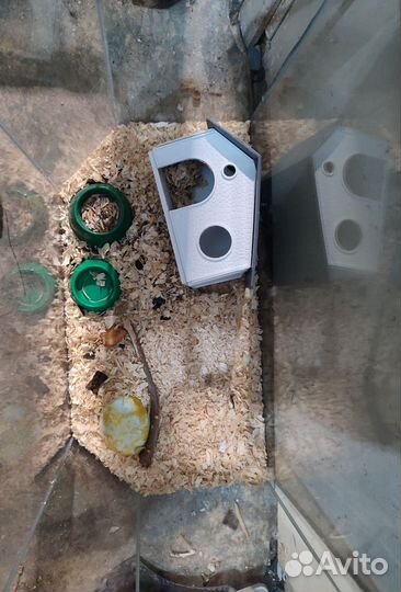 Аквариум для грызунов с домиком