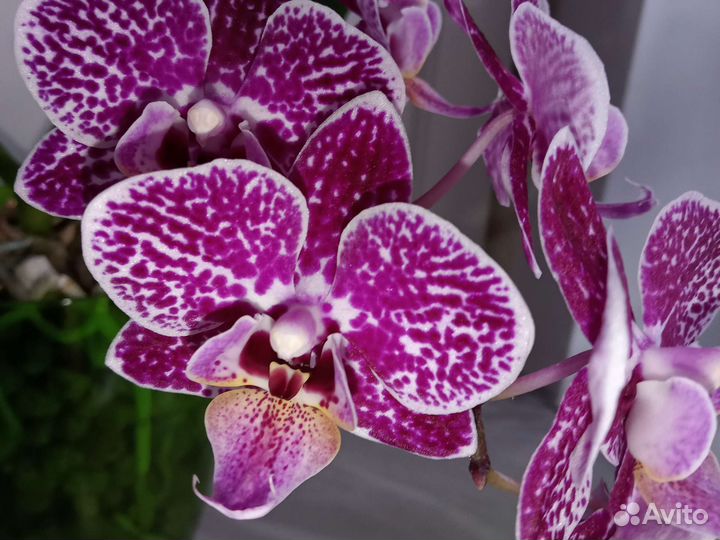Орхидея фаленопсис