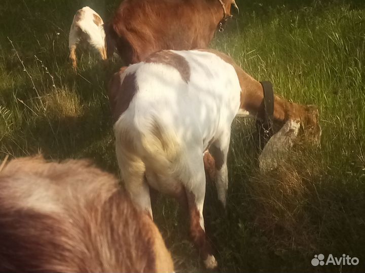 Коза нубийская