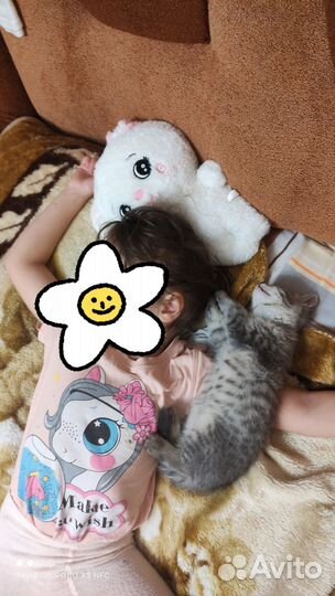 Котенок мальчик