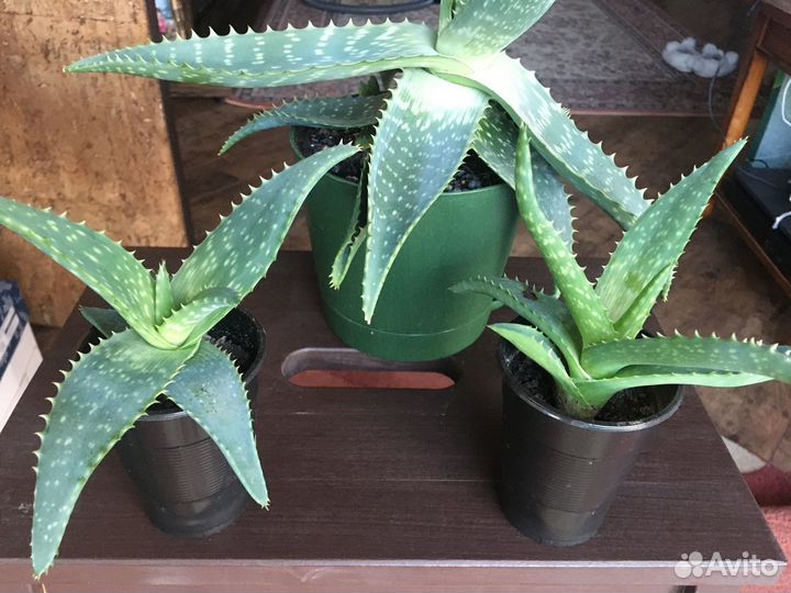 Комнатные цветы алоэ