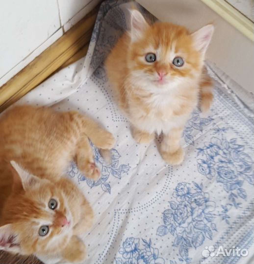 Котенок