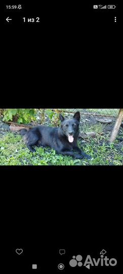 Бельгийская овчарка