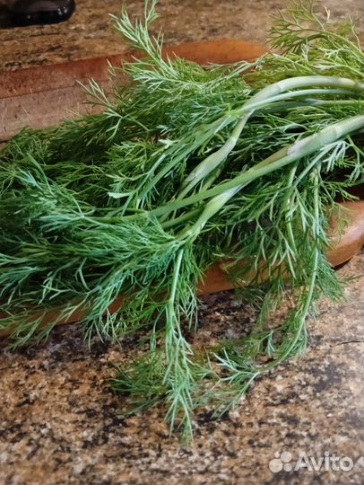 Укроп свежий