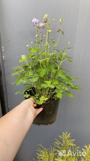 Многолетники для сада