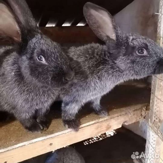 Кролики Полтавское серебро